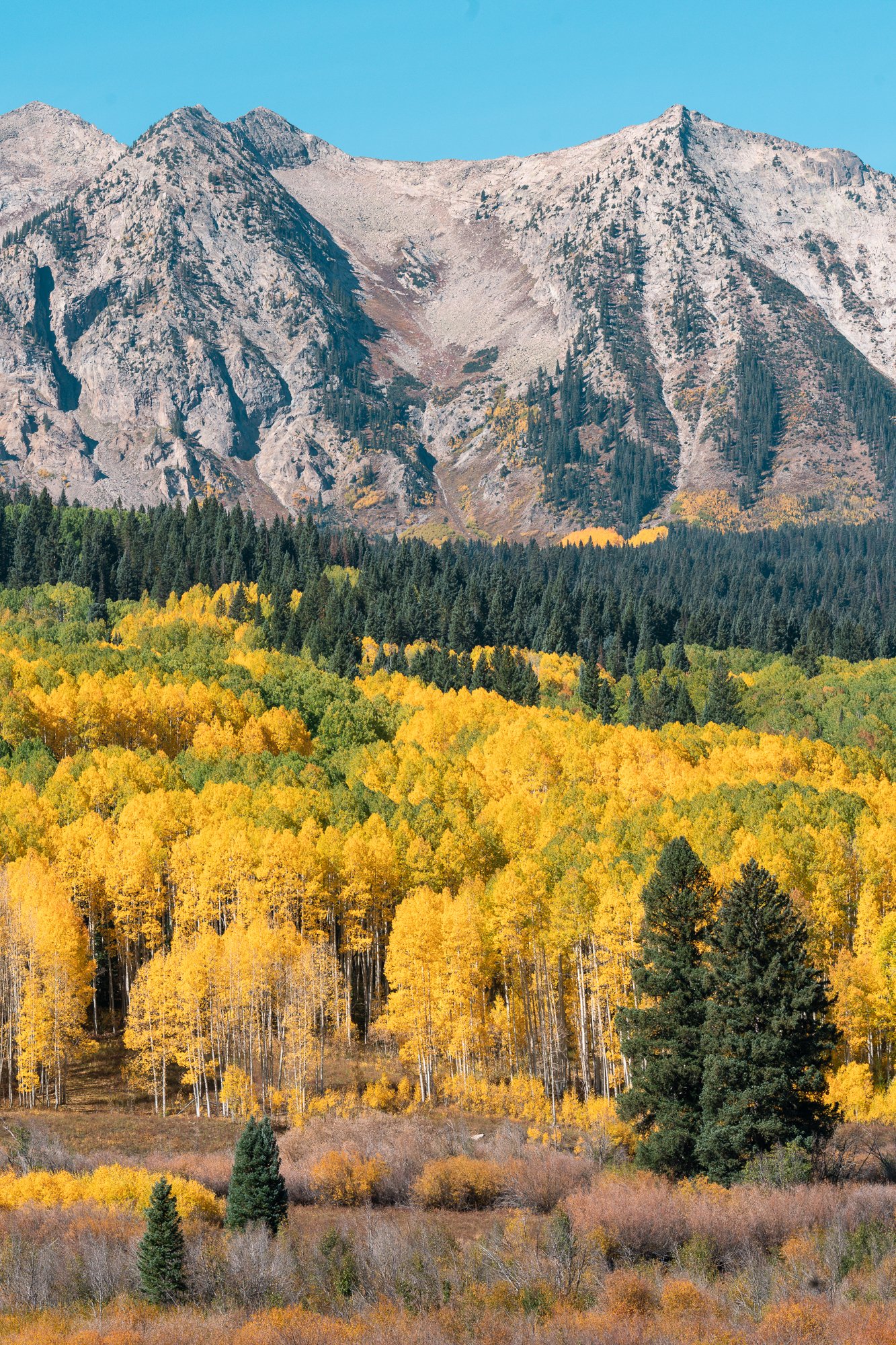 Aspens in Fall