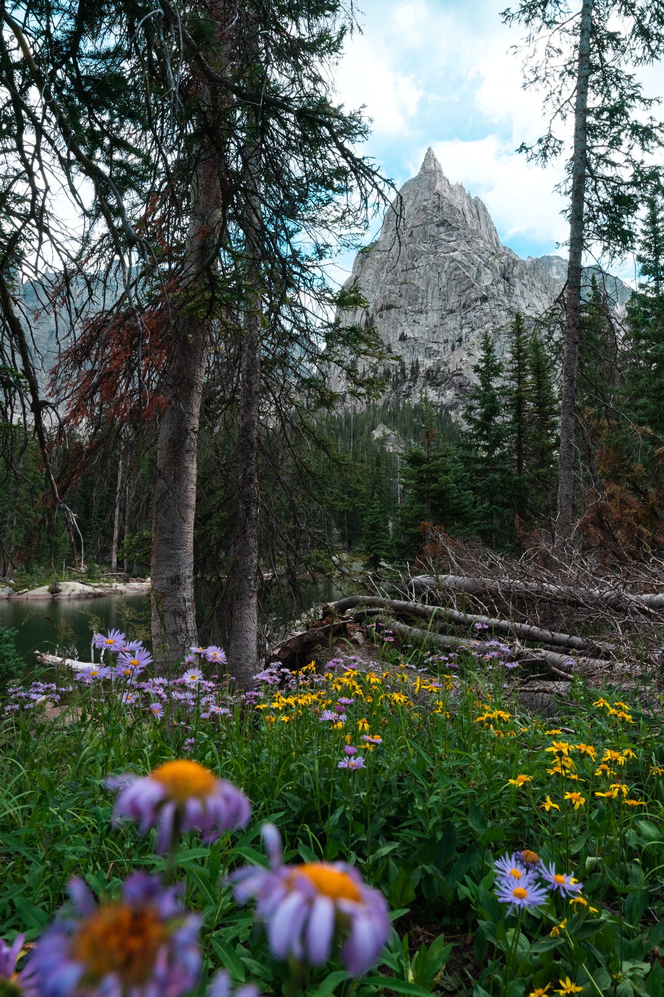 Wildflower Season