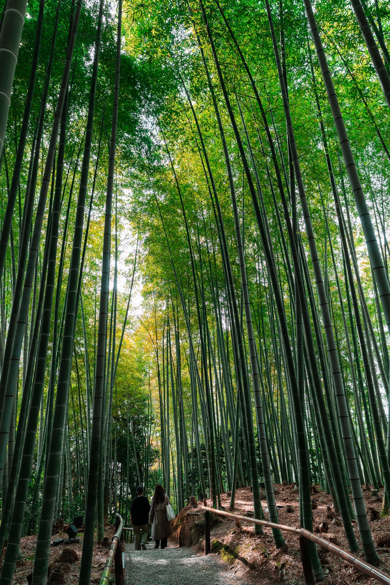 A path winds between tall bamboo stalks and rustic wooden fences in Kyoto, Japan.