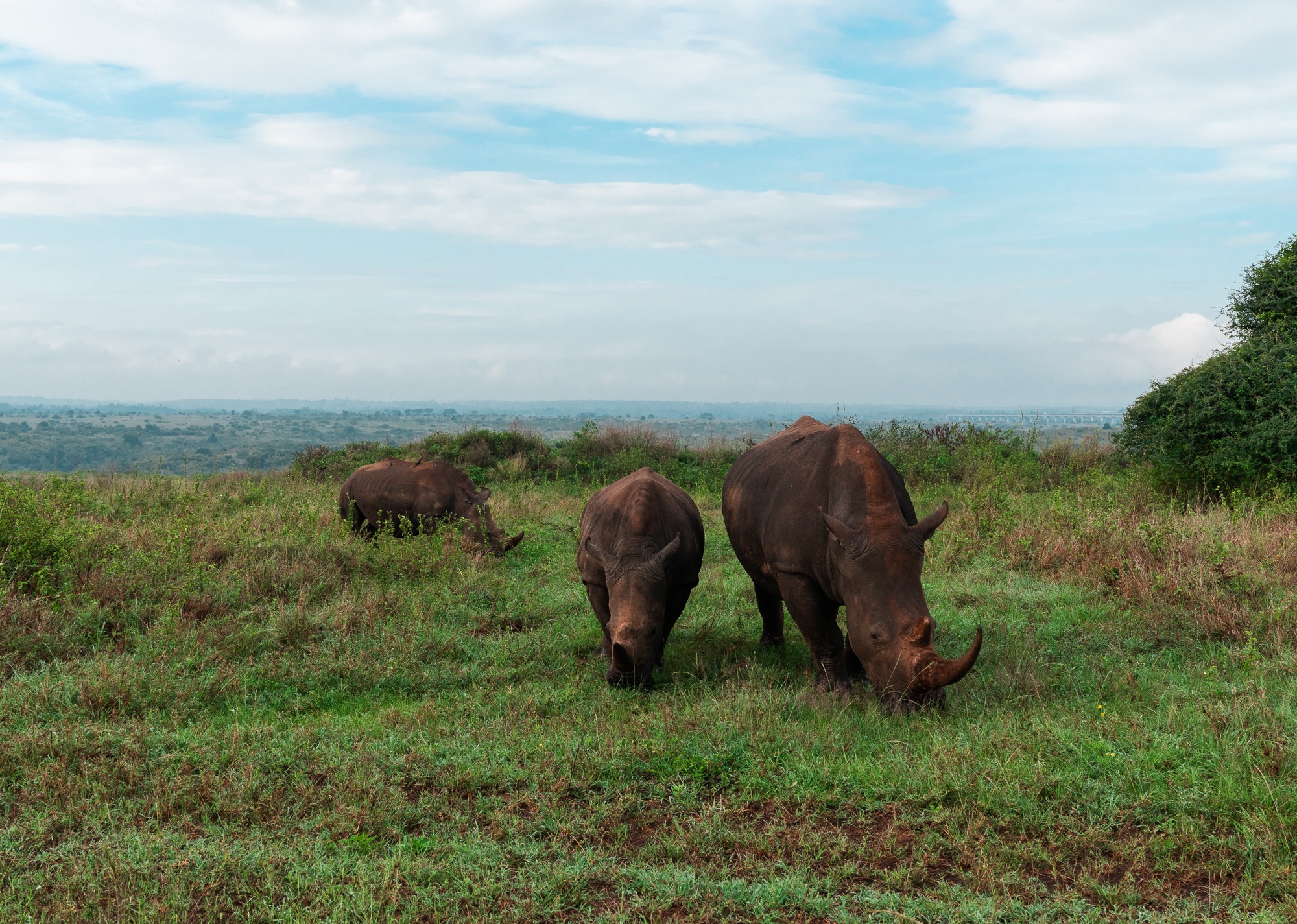 Three rhinoceroses graze side by side in Nairobi National Park, Kenya.